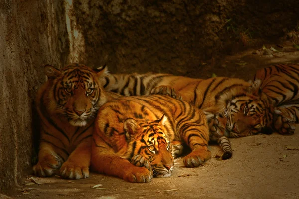 Vigyázó szemek a tigrisek — Stock Fotó