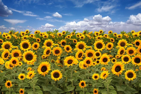 Sunflower Farmland With Blue Cloudy Sky — Stock Photo, Image