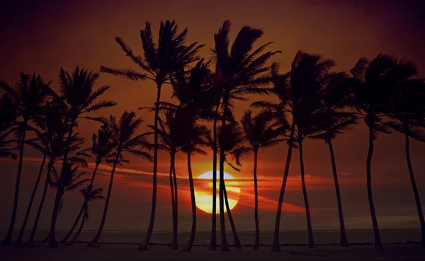 Силуэт восходящего солнца из высоких пальм — стоковое фото