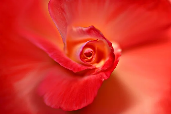 Etreme Closeup of Red Rose Background — Stock Photo, Image