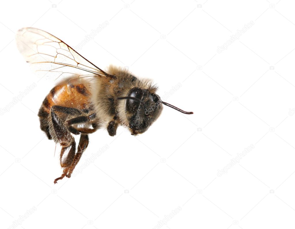 Common Honeybee on White Background