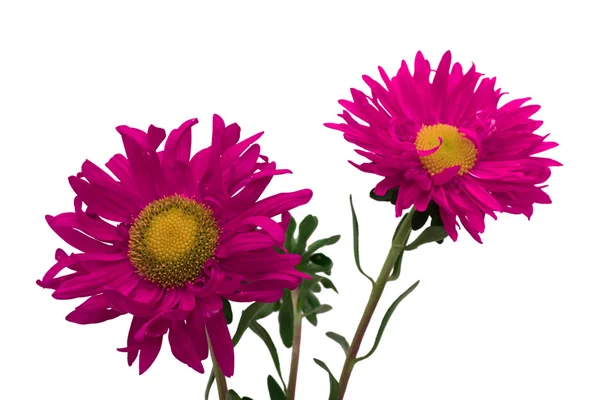 Aster — Foto Stock