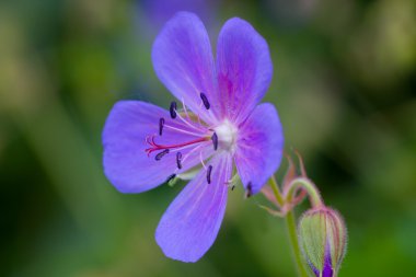 Wild geranium clipart