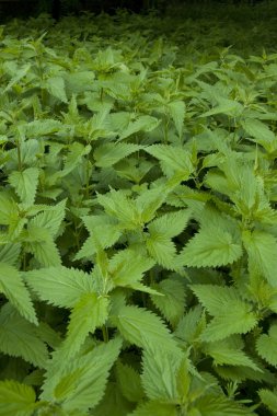 Stinging nettle clipart