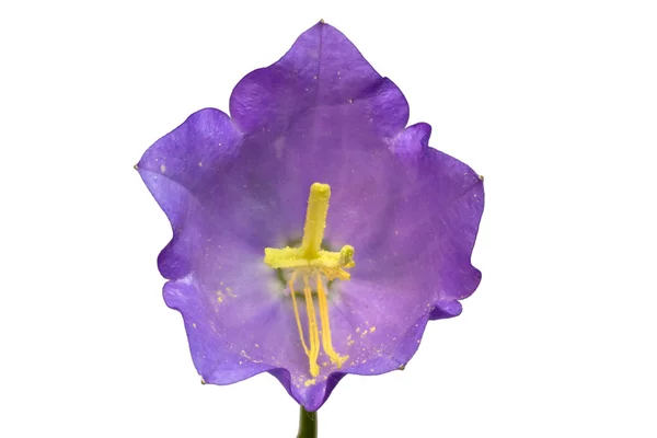 Flor de campana —  Fotos de Stock