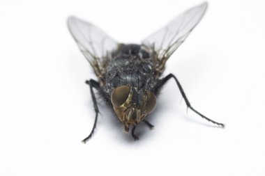 Close up view of a fly clipart