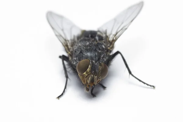Vista de cerca de una mosca — Foto de Stock