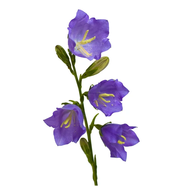 Harang virág — Stock Fotó