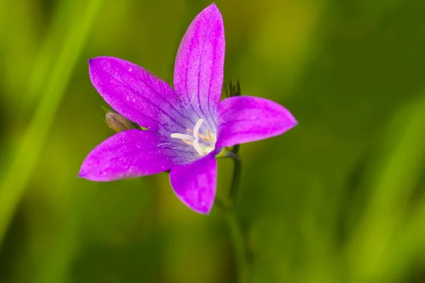 Blomklocka — Stockfoto