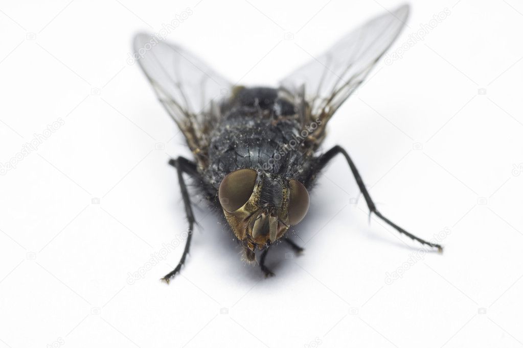 Close up view of a fly