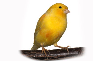 Canary bird clipart