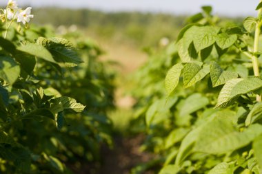 patates bitkiaardappel plant