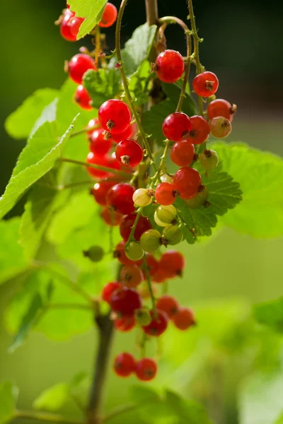 Currants red — Zdjęcie stockowe