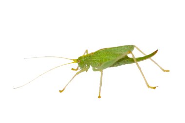 Grasshopper clipart