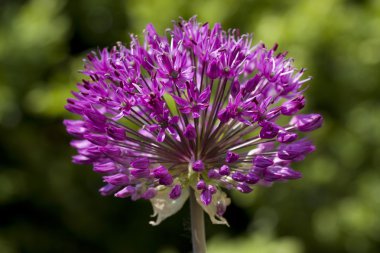 Allium