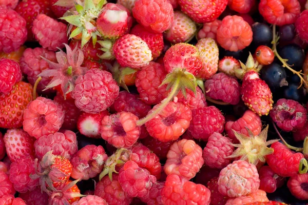 Frutas selvagens — Fotografia de Stock