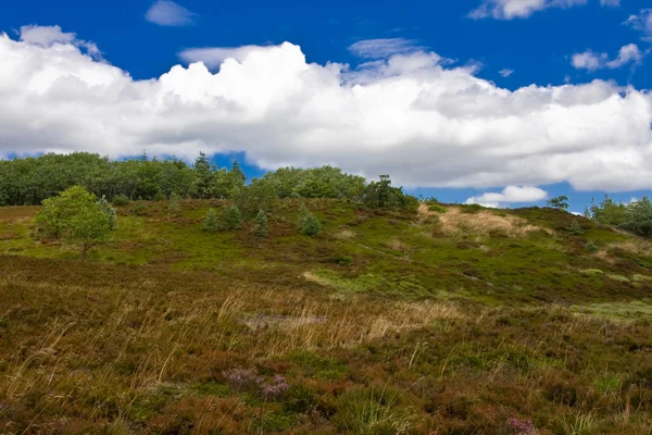 Heath — Stok fotoğraf