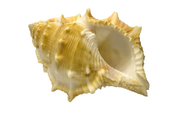 Stock image Sea shell