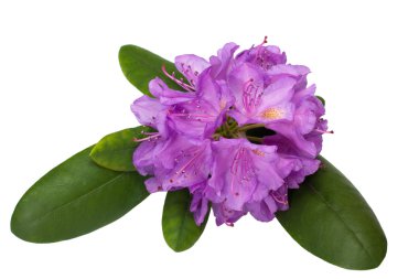 Rhododendron clipart