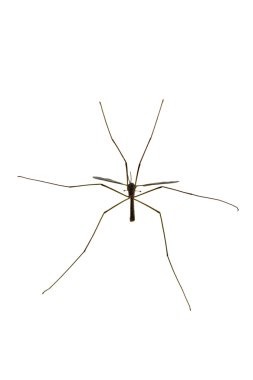 Cranefly