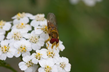 Hoverfly