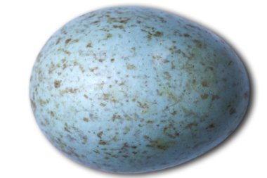 Birds egg clipart