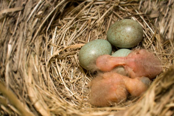 stock image Birds nest