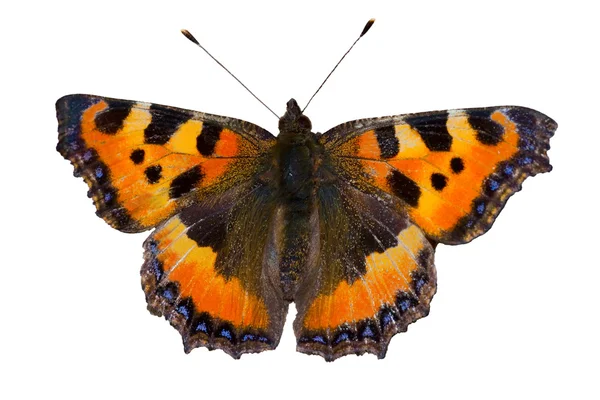 stock image Butterfly