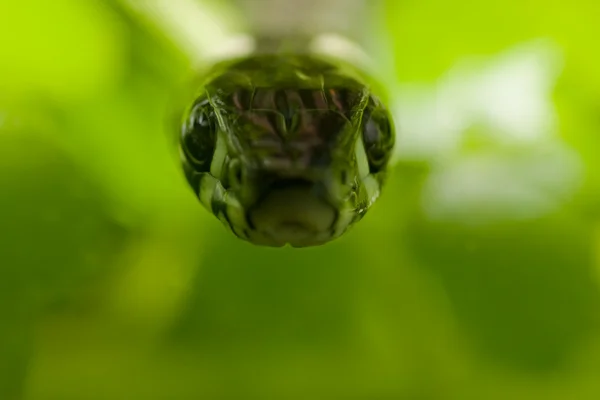 풀 뱀 — 스톡 사진