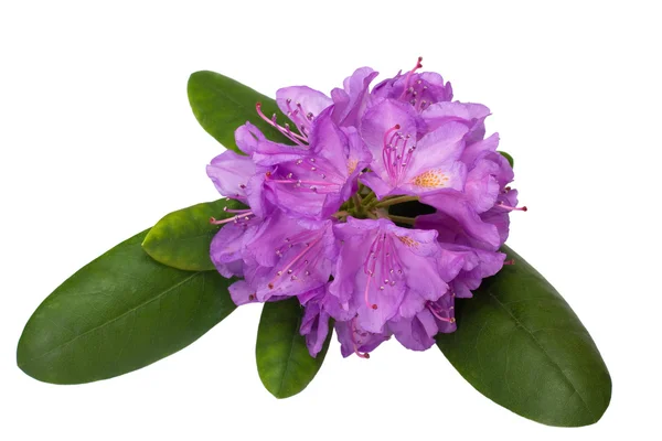 Ródodendro Imagen de stock