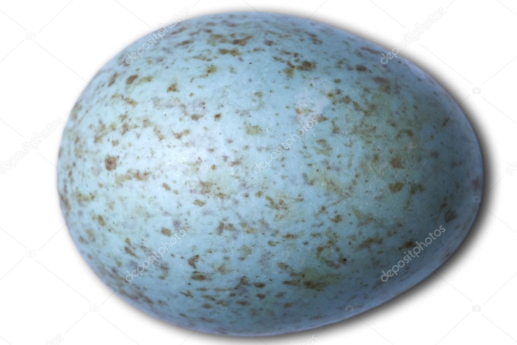 Birds egg