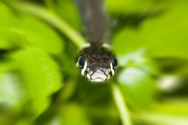 Gräs orm — Stockfoto
