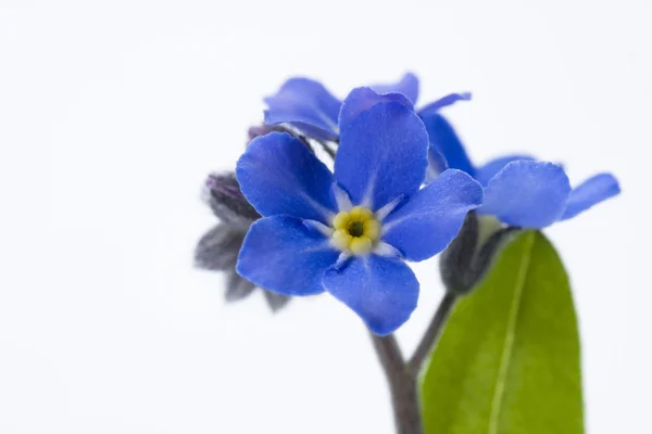Forget-me-not — Stock fotografie