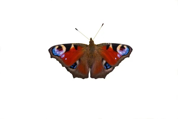 stock image Butterfly