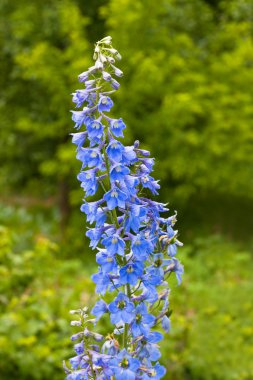 Delphinium clipart