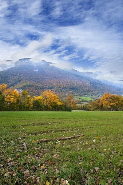 Alpin çayır