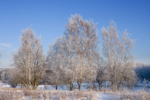 Frosted birches — Stock Photo, Image