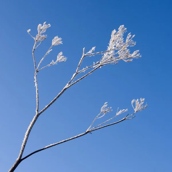 stock image Frosted branch