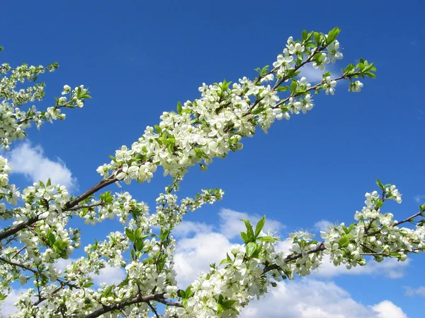 Cherry tree blommor — Stockfoto