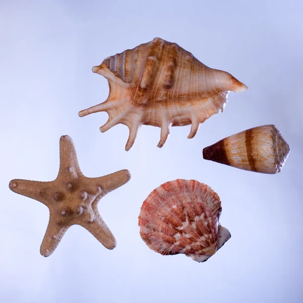 Conchas marinas con estrellas de mar —  Fotos de Stock