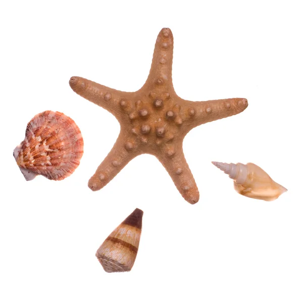 Морские ракушки с морской звездой изолированы — стоковое фото