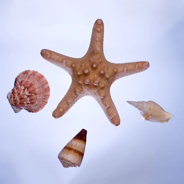 Conchiglie con stelle marine — Foto Stock