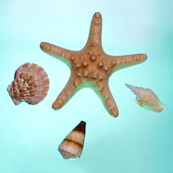 Snäckskal med sjöstjärna — Stockfoto