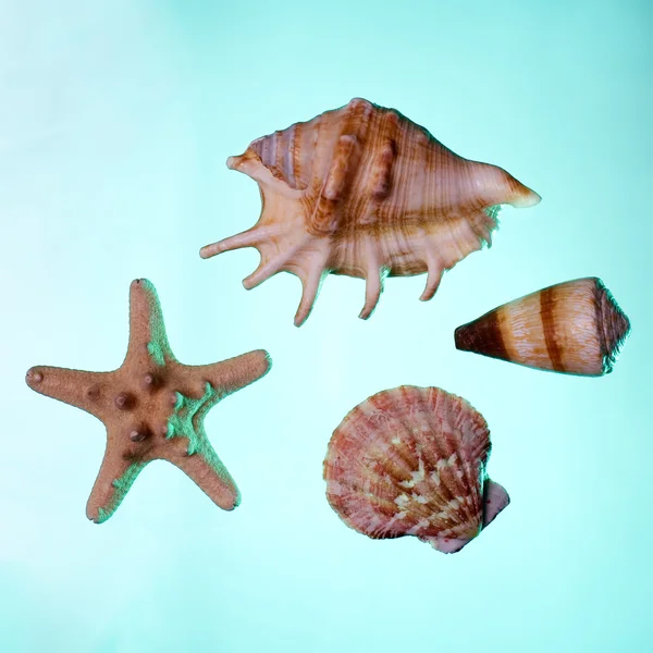 Морские ракушки с морской звездой — стоковое фото