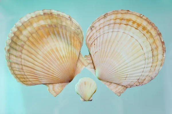 貝殻のセット — ストック写真