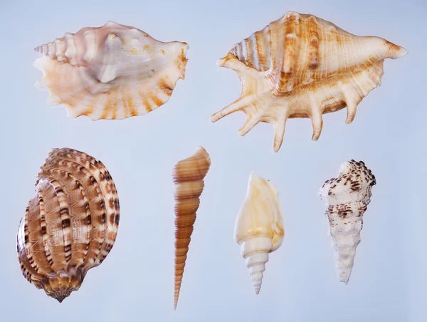 貝殻のセット — ストック写真