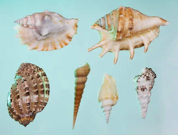 Conjunto de conchas marinas —  Fotos de Stock