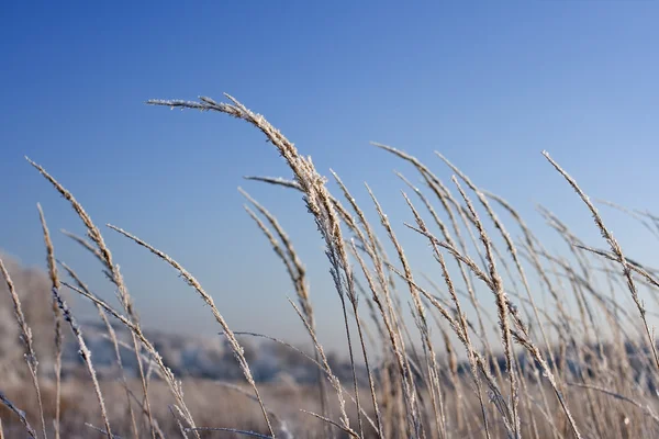 stock image Frosted spicates