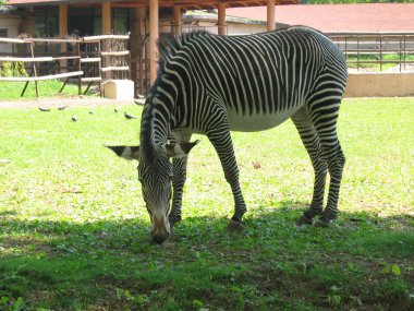 Zebra