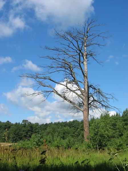 Stock image Dead tree